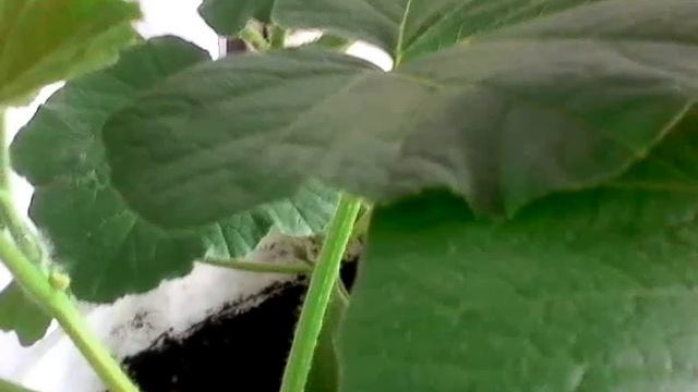 Вторая пикировка тыкв, пророщенных в цветочном горшке. смотреть онлайн