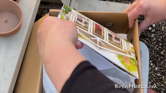 Unboxing Diamond Frost Euphorbia