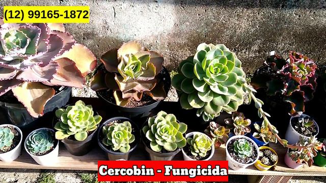 💚💚 Maravilhosas SUCULENTAS disponíveis 🌺🌺 ALBUM DE VENDAS!! / Paraíso da Suculenta смотреть онлайн