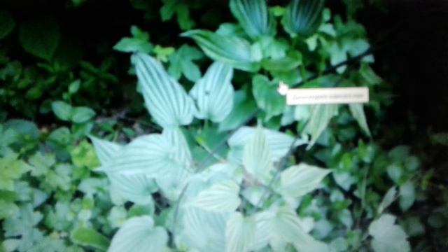 Диоскорея кавказская: лечебные свойства и противопоказания. смотреть онлайн