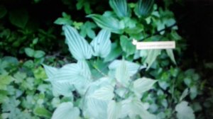 Диоскорея кавказская: лечебные свойства и противопоказания.