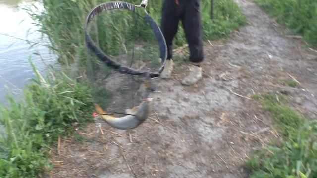 Бешеный клёв Сазана уносит удочки - Секретный канал Дагестан смотреть онлайн