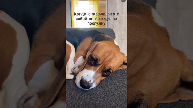 Самый грустный бигль / The saddest beagle смотреть онлайн