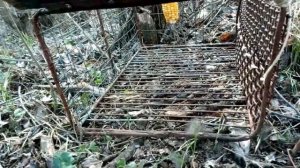 Как ловить фазана? Проверяем ловушку, попался фазан.