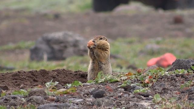 Евражка смотреть онлайн