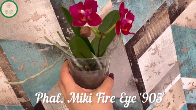 Phal. Miki Fire Eye '905' смотреть онлайн