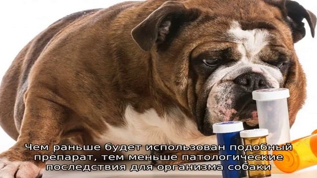 Отравление у собак смотреть онлайн