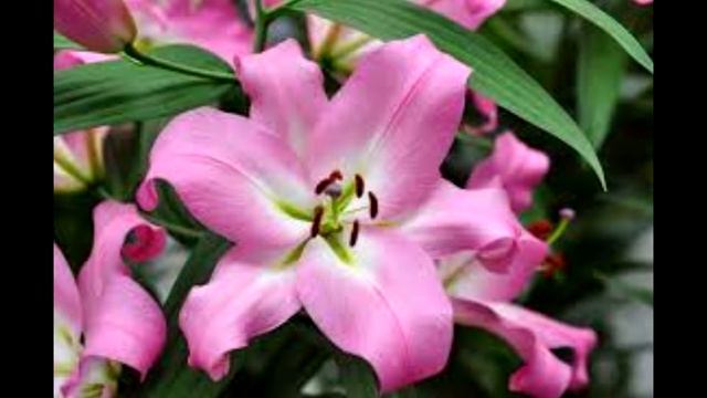 цветок лилии смотреть онлайн