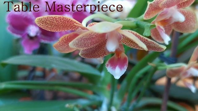 Цветение моих орхидей июль 2021 (часть2)