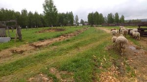 Где купить катумских овец?