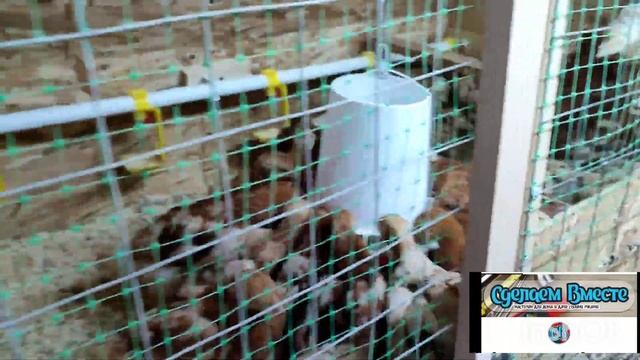 Почему цыплята затаптывают друг друга? Показываю как я решил эту проблему! смотреть онлайн