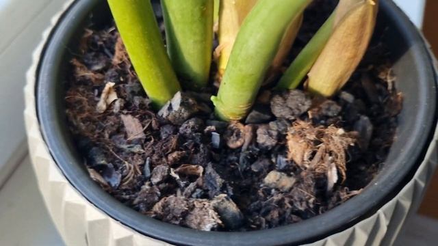 Не растёт ЗАМИОКУЛЬКАС - ЕСТЬ ПРИЧИНЫ ! смотреть онлайн