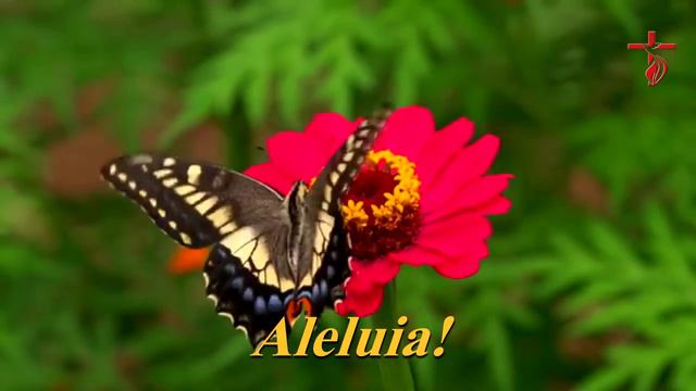 Aleluia (Hallelujah) - Instrumental смотреть онлайн