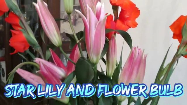 Beautiful Star Lily and Flower bulb смотреть онлайн