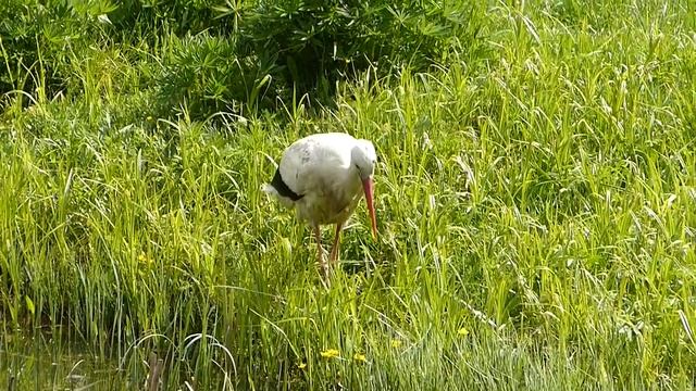 Аист на нашем пруду 2 смотреть онлайн