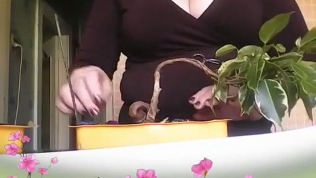 Бонсай из фикуса бенджамина своими куками. смотреть онлайн