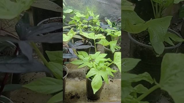 Можно сохранить ипомею батат?