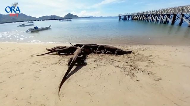 Top 5 Komodo Dragon Catching Prey смотреть онлайн