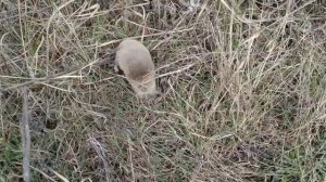 Как выглядит слепыш