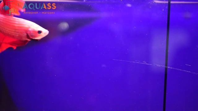 ?Aquass - Петушок Бетта супер дельта красный смотреть онлайн