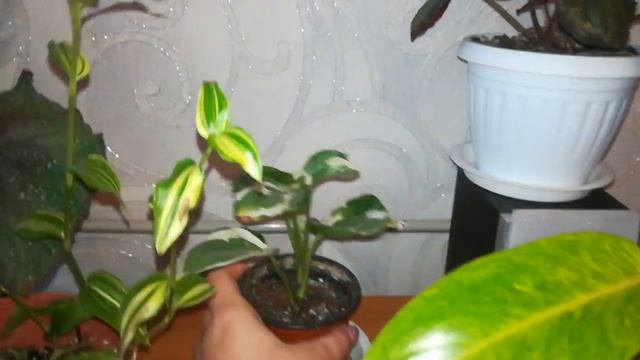 Бегонии с листа. Как я черенкую сингониумы ??? смотреть онлайн