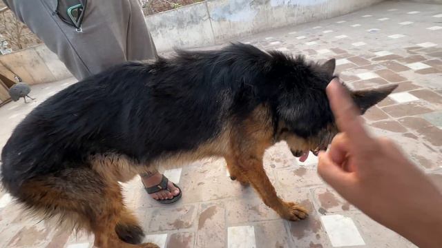 Lambo Ko Park La Gaha Waha Larai Hogyi 😡