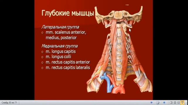 Анатомия мышц. Мышцы, фасции и топография головы и шеи. смотреть онлайн