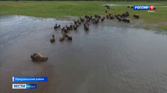 Крупнейший в мире питомник овцебыков на Ямале смотреть онлайн