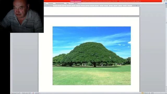 38 ч 05 Крона дерева это его крыша защита штамба смотреть онлайн