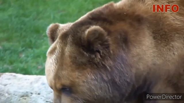 Пещерные медведи вымерли из-за большого носа смотреть онлайн