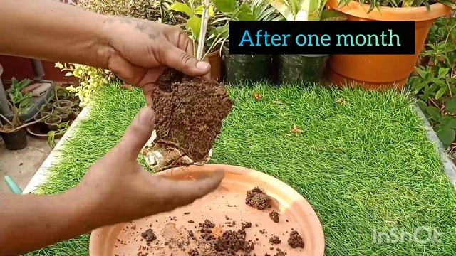 how to grow Jasmine plant from cuttings | jasmine plant propagation смотреть онлайн