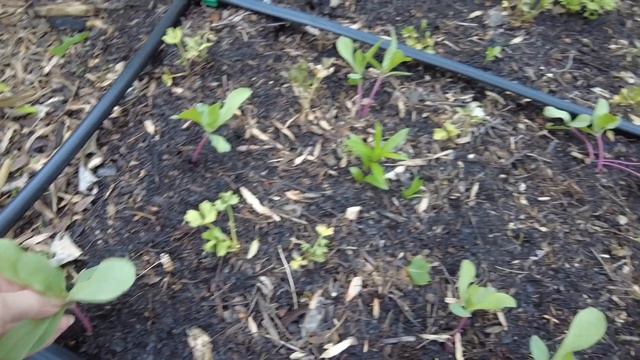 Early May Cut Flower Garden Tour - So Many Seedlings! смотреть онлайн