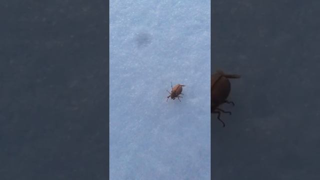 Нашли майского жука ЗИМОЙ смотреть онлайн