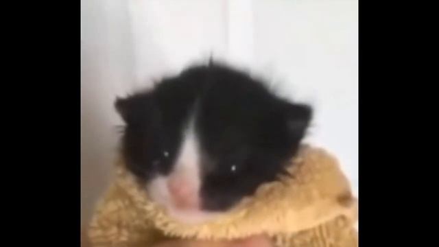 CAT SAYING GIT GUD смотреть онлайн