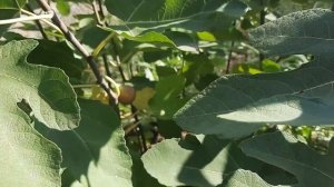 Инжир сорта Далматский. двухурожайный инжир