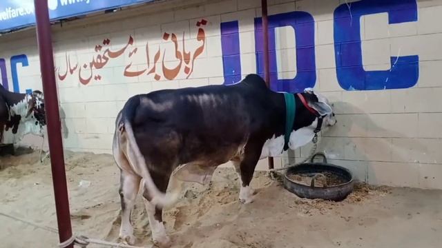 Pakistan Mai Pahli PR (5 Tango Wali Bacheeya) In Karachi....###(J.D.C Foundation Zafir Abbas)