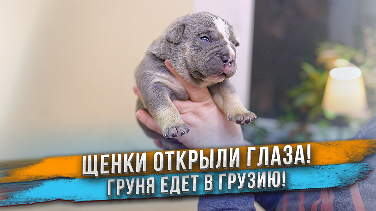 Морская свинка или щенок? Щенки только что открыли глаза! Отправка щенков Грузию и в Германию. смотреть онлайн