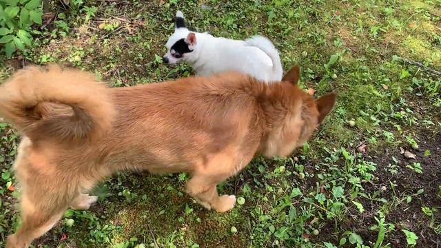 Поездка на дачу. Природа и любимый Жора смотреть онлайн