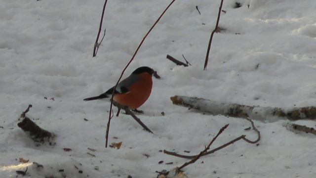 Сон о мае в декабре исп Андрей Никольский смотреть онлайн