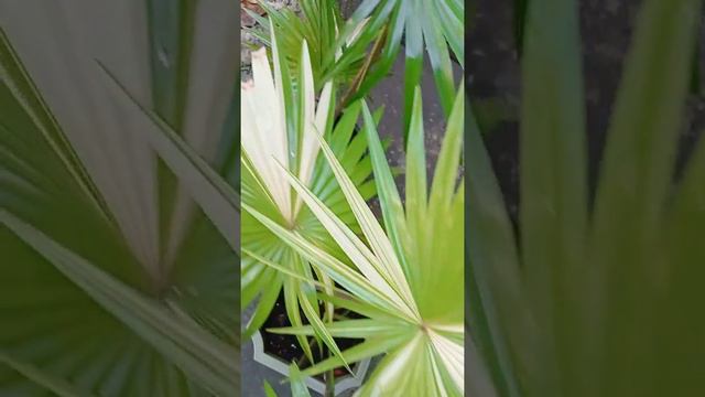 the most unique plants in the world's VARIEGATED ANAHAW ALBO смотреть онлайн