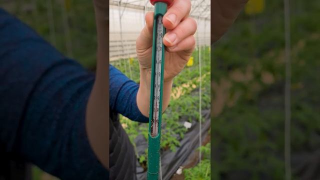 Ранняя высадка томатов в теплицу. Оптимальная температура почвы для рассады томатов. смотреть онлайн