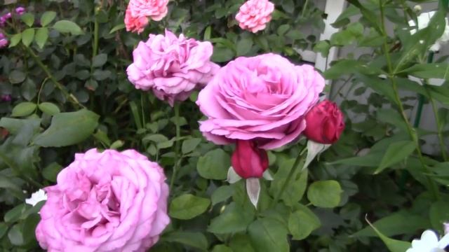 Роза Клод Брассер (Claude Brasseur, Meilland Франция) смотреть онлайн