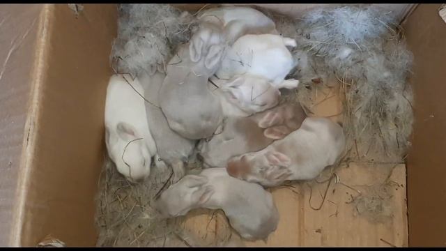 Как я развожу Кроликов. Всех расселил по своим местам смотреть онлайн