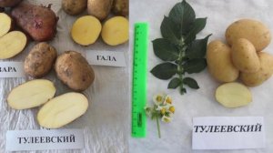 Характеристики и описание картофеля сорта Тулеевский