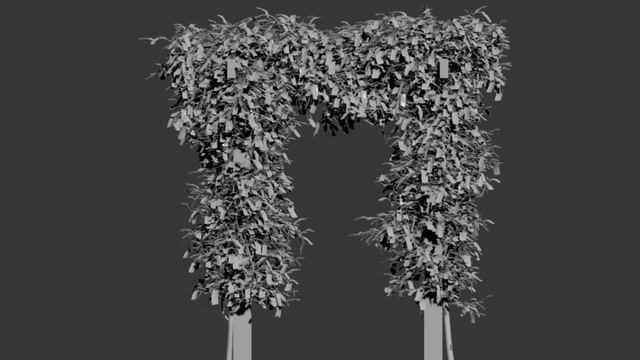 Bougainvillea – Bougainvillea Glabra