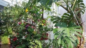 Мой зимний  сад