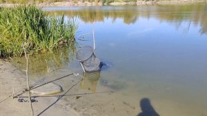 Ловля чехони на "резинку". Река Дон, Протока Быстрая.