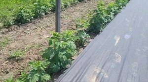 Малина Зюгана как тутаймер стоит ли собирать два урожая?