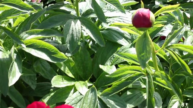 Red Charm | R2 Flowers BV | Peonies смотреть онлайн