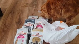 Чем кормить мейнкуна? Сухой корм или кунина кашка? Сколько стоит прокормить мейнкуна?